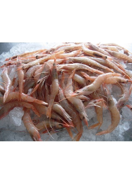 Gamba Blanca Mediana 90/100 Piezas/Kg.