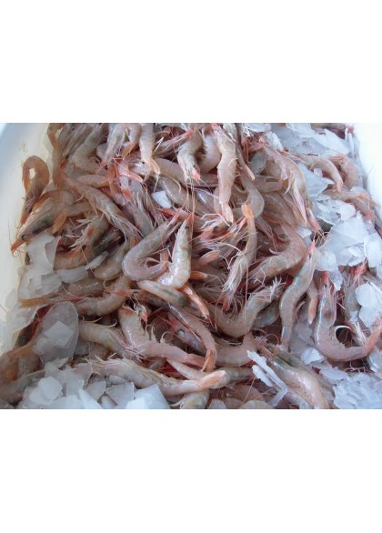 Gamba Blanca Terciada 100/120 Piezas/Kg.