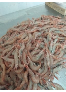 Gamba Blanca Gigante 60/70 Piezas/Kg.