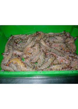 Langostino Tigre-1  15/20 Piezas/Kg