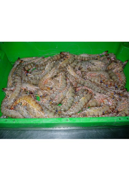 Langostino Tigre-1 15/20 Piezas/Kg