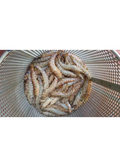 Langostino Tigre-2  30/40 Piezas/Kg