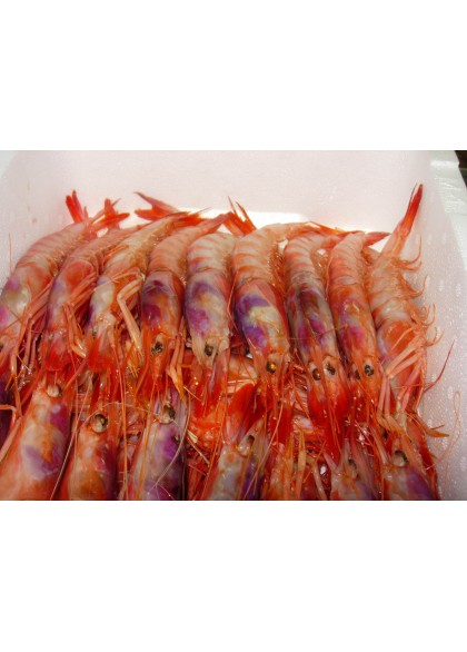 Gamba Alistada Roja