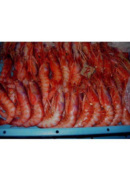 Gamba Alistada Roja