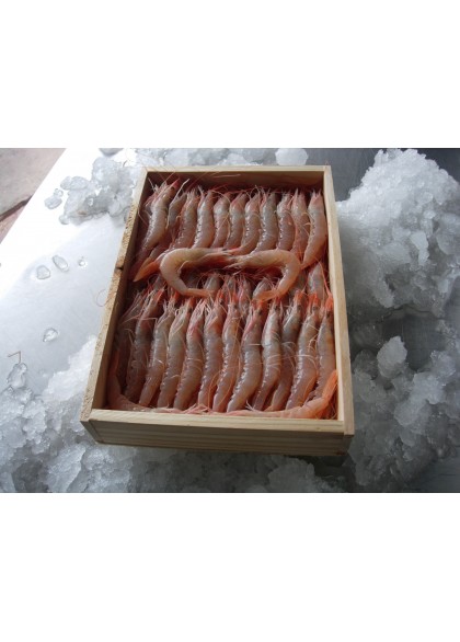 Gamba Blanca 60/70 Piezas/Kg.