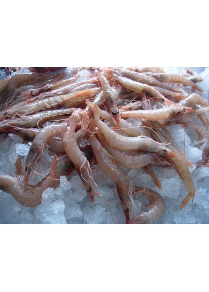 Gamba Blanca Gorda 80/90 Piezas/Kg.