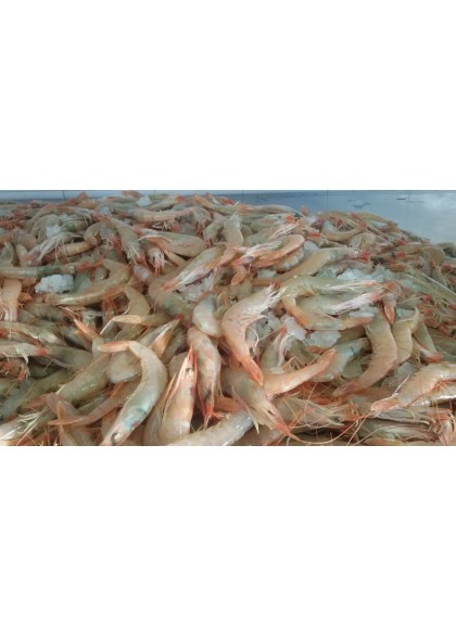 Gamba Blanca Mediana 90/100 Piezas/Kg.