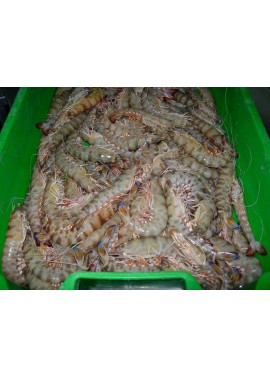 Langostino Tigre-4  40/60  Piezas/Kg