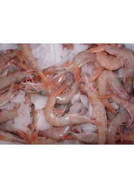 Gamba Blanca Extra 55/60 Piezas/Kg.